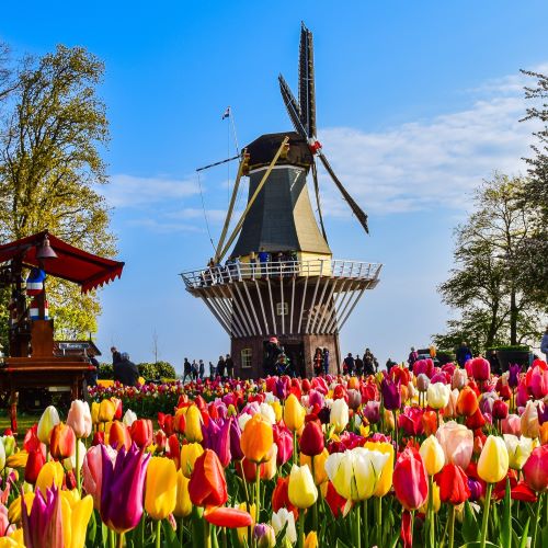 オランダ　世界一のフラワーパーク　キューケンホフ公園 風車とチューリップ